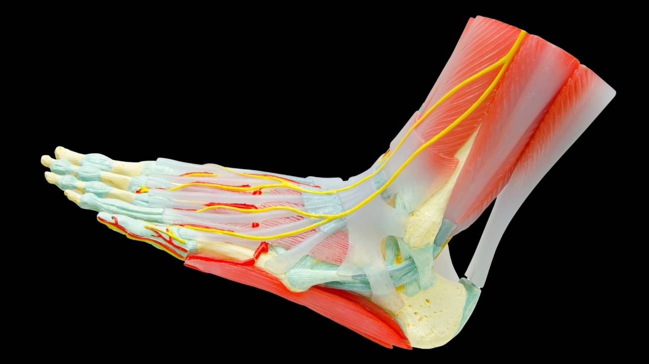 Feet anatomy