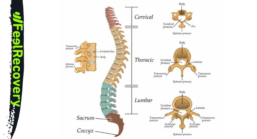 Spinal anatomy