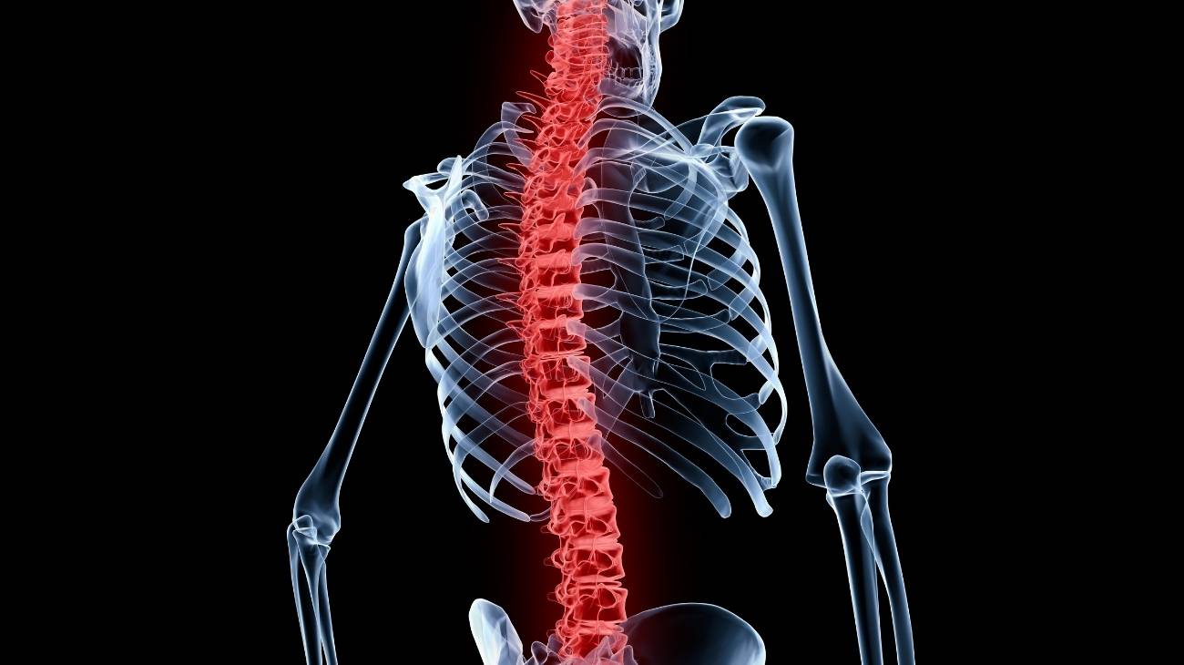 Anatomía de la espalda