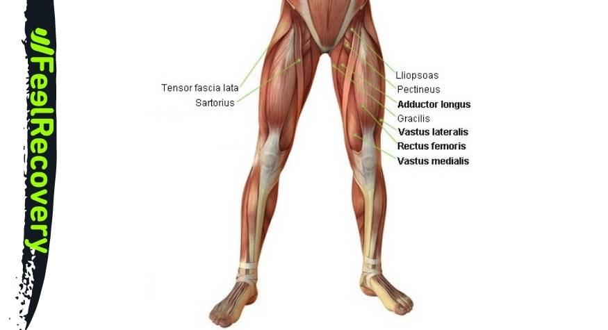Músculos parte frontal de la pierna