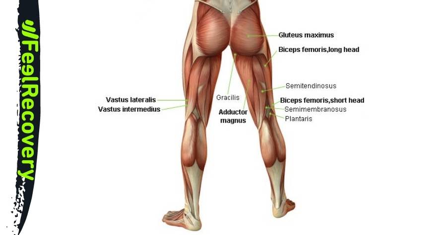 Músculos parte dorsal de la pierna