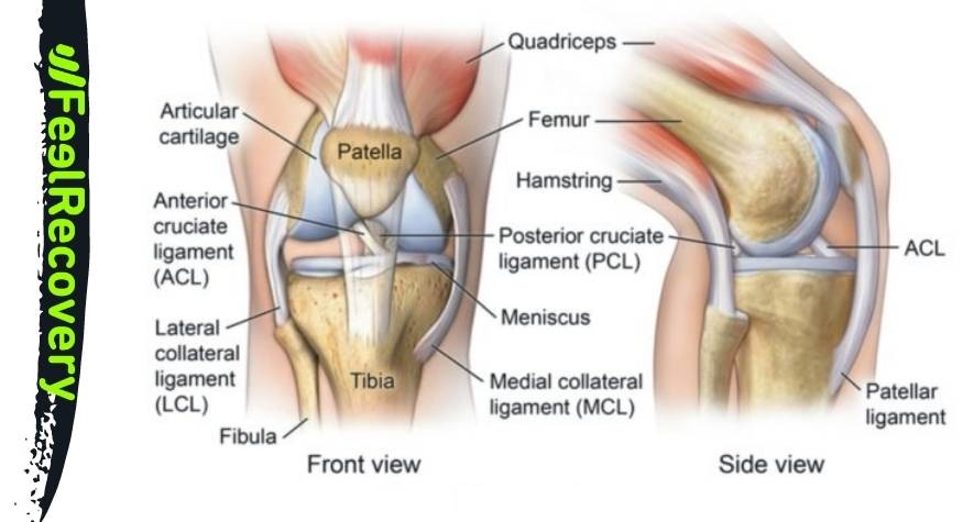 Menisci and ligaments of the knee