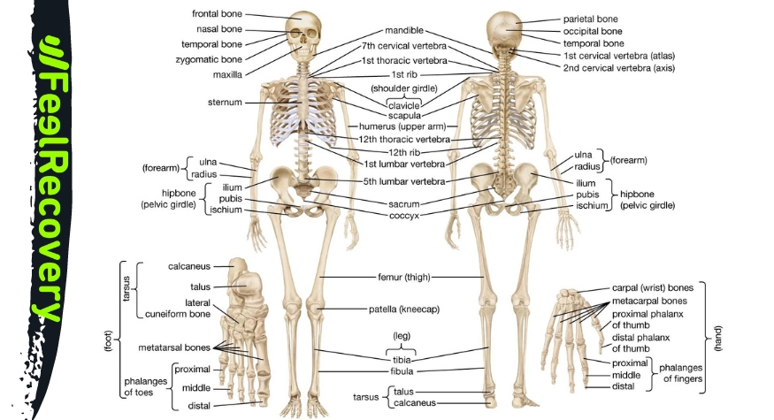 Anatomie van de botten