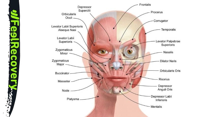 Anatomía de la cara