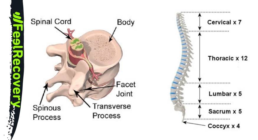 What are the most common types of hernias?