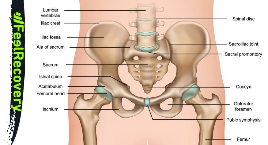 Hip bones and joints