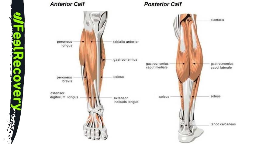 What does pain in the calves and legs consist of and how to identify it?