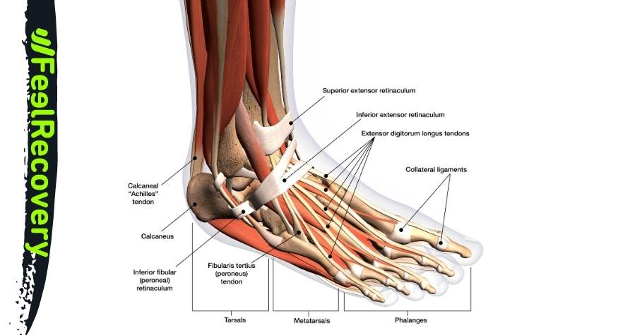 Qu'est-ce qu'une douleur au pied et comment l'identifier ?