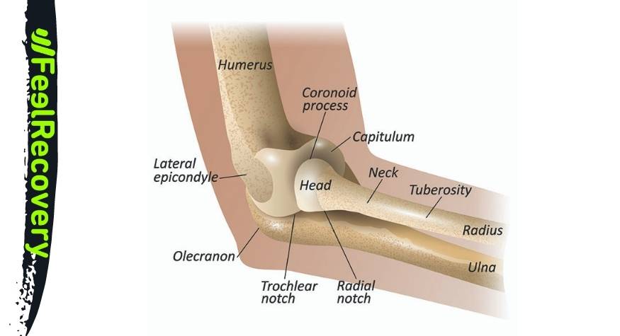 Bones of the elbow joint
