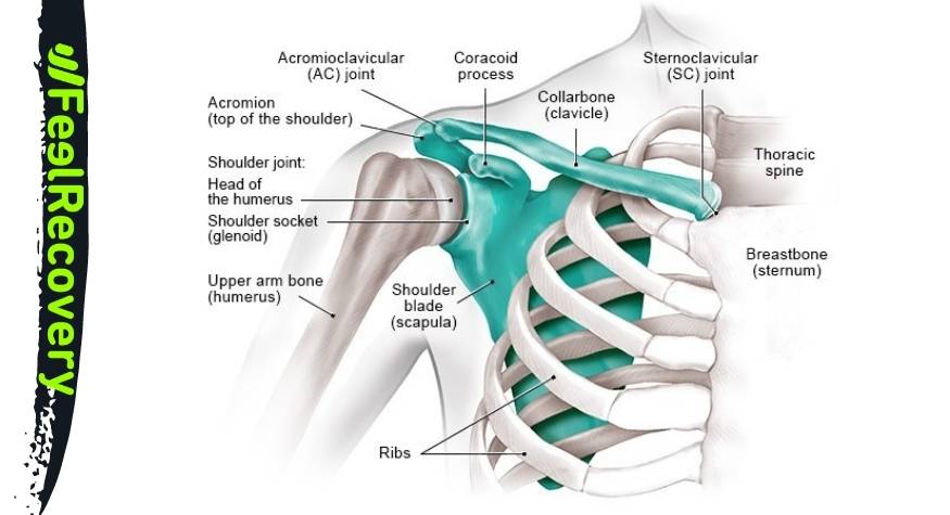 Shoulder bones