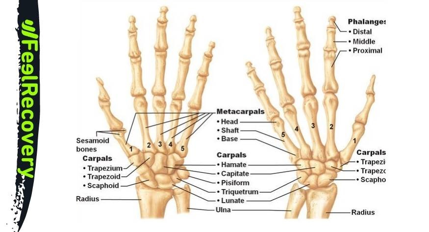 Bones and Joints of the Hand and Wrist