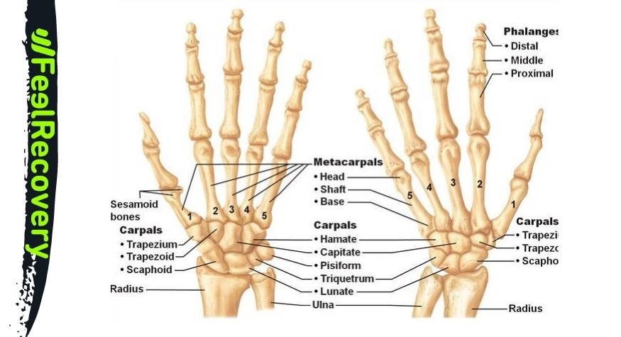 Huesos y articulaciones de la mano y la muñeca