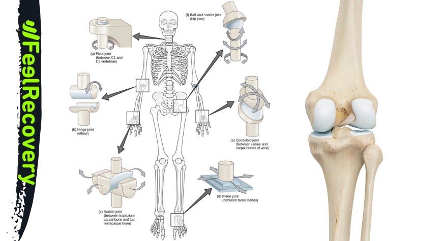 Anatomia stawów