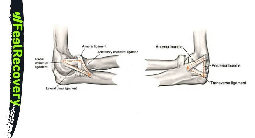 Elbow ligaments