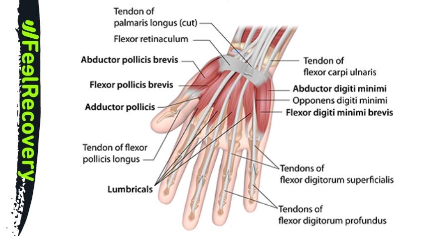 Ligamentos y tendones de la mano y la muñeca