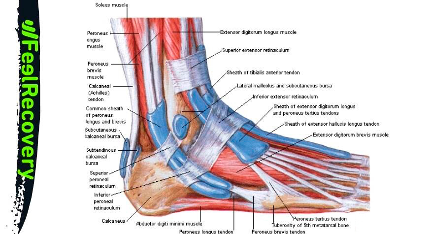Ankle tendons and ligaments