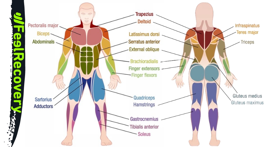 Anatomie der Muskeln