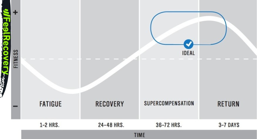Muscle recovery time chart and time by age