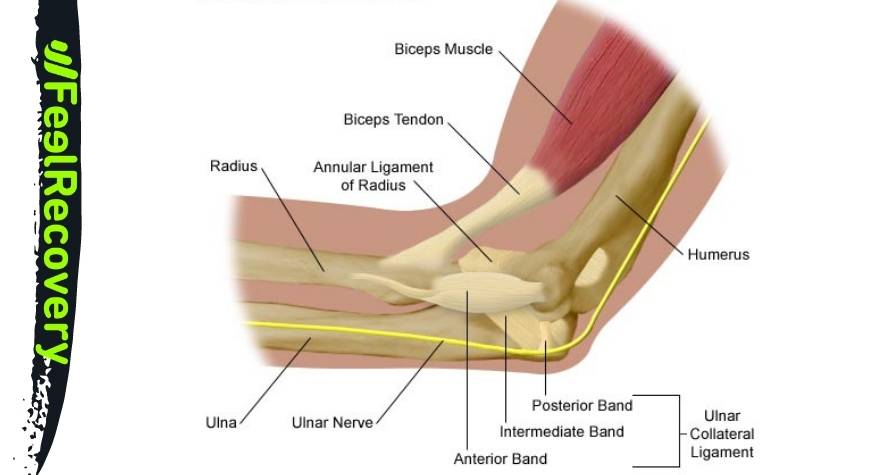 What is elbow pain and how to identify it?