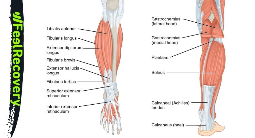Calf muscles