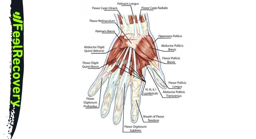 Hand and wrist muscles
