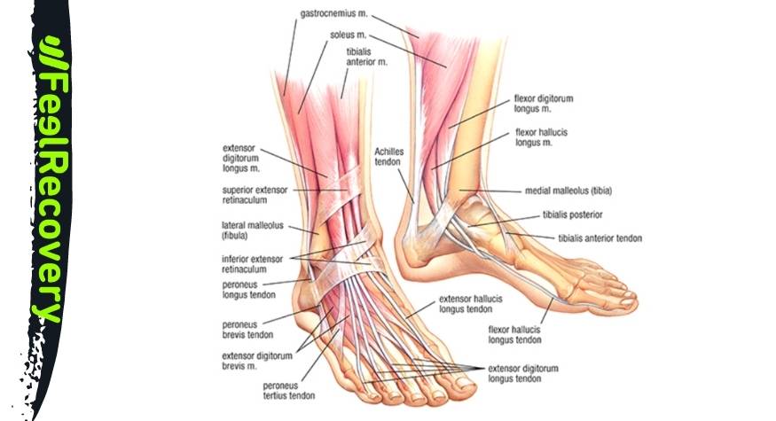 Músculos del tobillo y pie