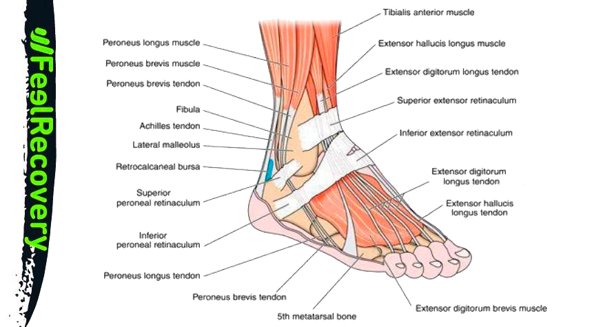 Foot muscles