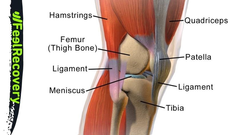 Knee muscles