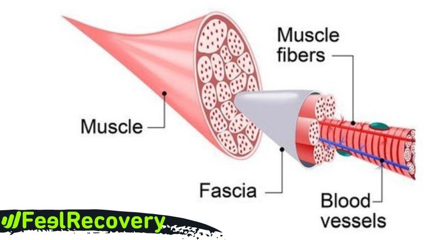 Qu'est-ce que la thérapie de relâchement myofascial et quelle est l'influence des vibrations ?