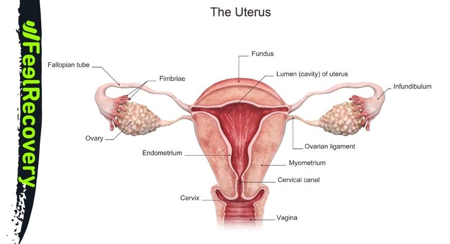 Czym jest bolesne miesiączkowanie lub ból menstruacyjny?