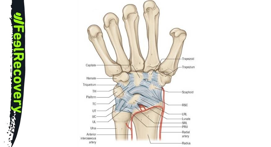 What is dislocation of the wrist joint?