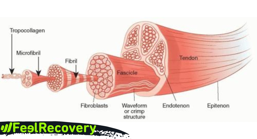 Anatomia de los tendones