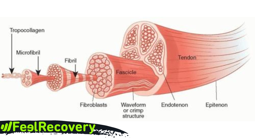 Anatomia dei tendini