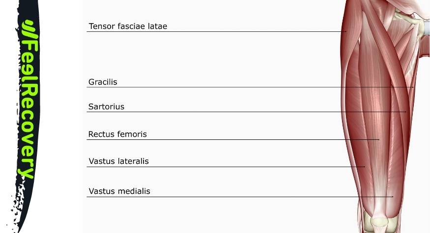 Anatomie des Quadrizepsmuskels