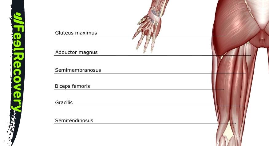 Anatomia mięśnia ścięgna podkolanowego