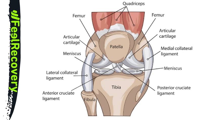 Bones and joints of the knee