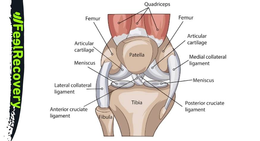 Os et articulations du genou