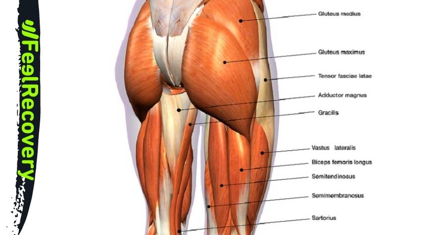 Hip muscles