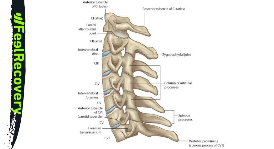 Vértebras del cuello